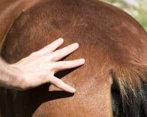Travail sur les lignes de méridiens pour améliorer la souplesse du cheval.
