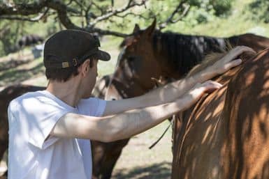 Patric Codron intervenant pour une séance de Shiatsu équin en Drôme et Isère.